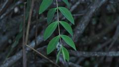 Hypericum geminiflorum