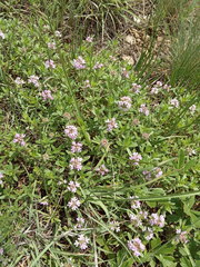 Thymus dimorphus