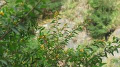 Hypericum geminiflorum