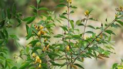 Hypericum geminiflorum