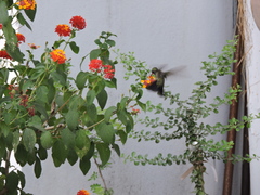 Cynanthus latirostris