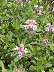 Thymus dimorphus