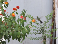 Cynanthus latirostris