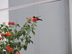 Cynanthus latirostris