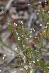 Opercularia scabrida