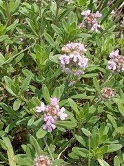 Thymus dimorphus