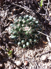 Mammillaria uncinata