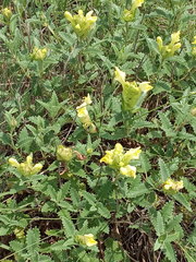 Scutellaria caucasica
