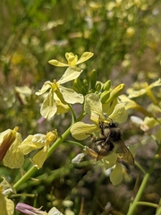 Bombus sitkensis