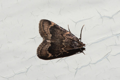Hypsopygia phoezalis