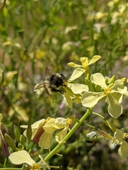 Bombus sitkensis