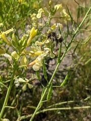 Bombus sitkensis