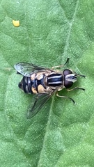 Helophilus pendulus