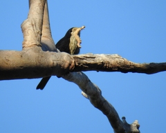 Pachycephala rufiventris