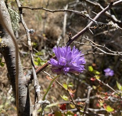 Dichelostemma congestum