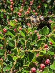 Bombus sitkensis