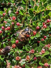 Bombus sitkensis