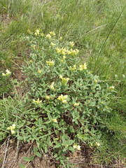 Scutellaria caucasica