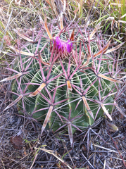 Ferocactus latispinus
