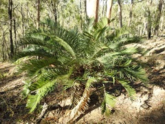 Cycas megacarpa