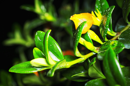 Nematanthus gregarius, photograph 3