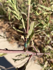 Trirhabda flavolimbata