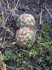 Coryphantha radians
