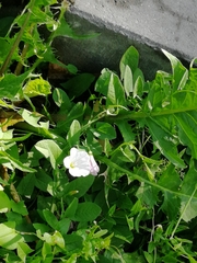 Convolvulus arvensis
