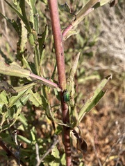 Trirhabda flavolimbata