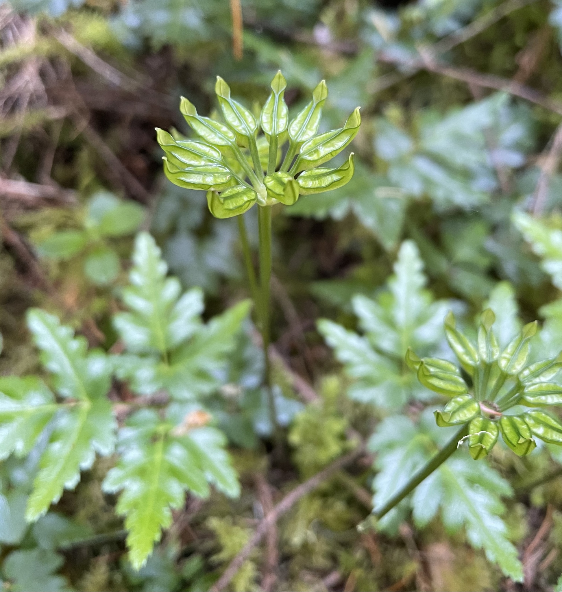 Coptis laciniata