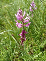 Polygala major