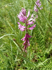 Polygala major