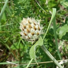 Psephellus caucasicus