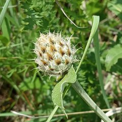 Psephellus caucasicus
