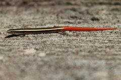 Riopa punctata