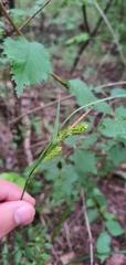 Carex pallescens