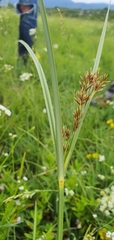 Cyperus longus