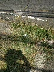 Dichanthium annulatum papillosum