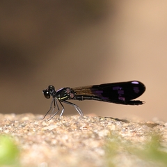 Aristocypha fenestrella