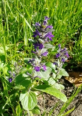Ajuga genevensis