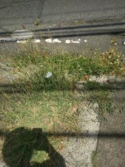 Dichanthium annulatum papillosum