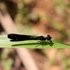 Aristocypha fenestrella