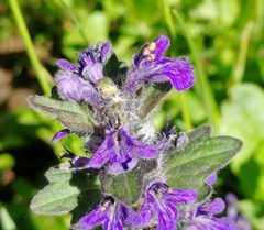 Ajuga genevensis