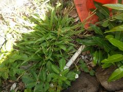Paspalum fimbriatum