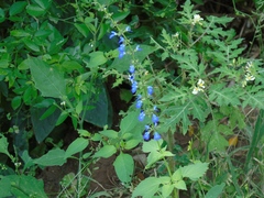 Salvia languidula
