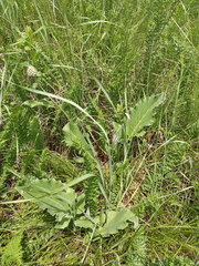 Psephellus caucasicus