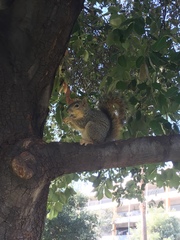 Sciurus niger