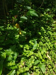 Pilea nummulariifolia
