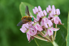 Esenbeckia