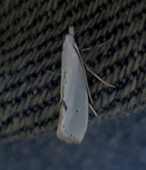 Eucalantica polita